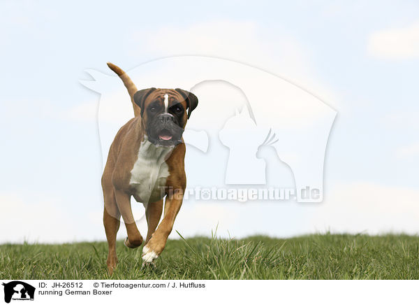running German Boxer / JH-26512