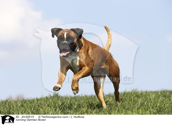 running German Boxer / JH-26515