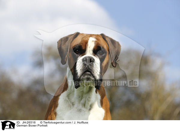 German Boxer Portrait / JH-26516