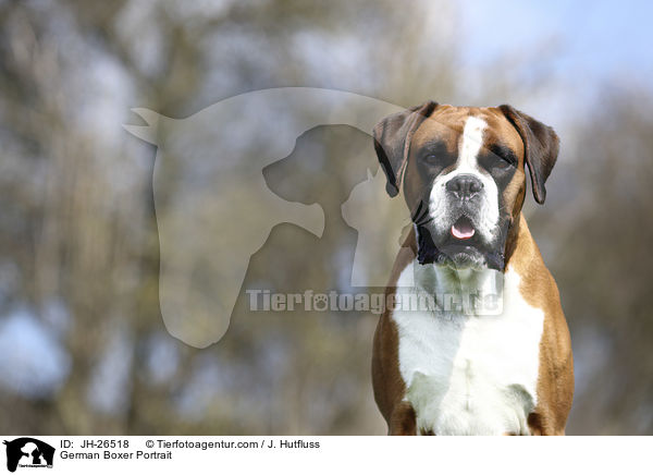 German Boxer Portrait / JH-26518