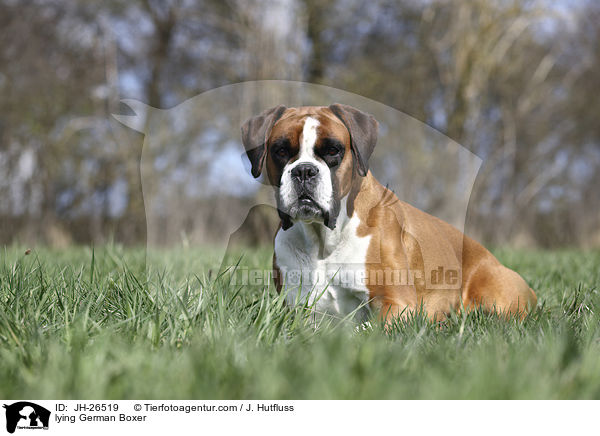 lying German Boxer / JH-26519