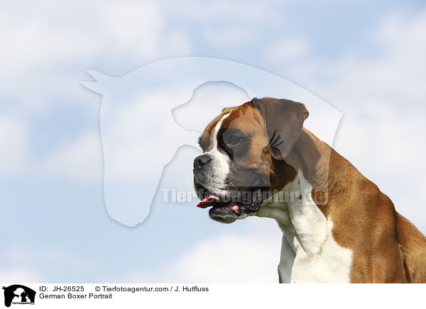 German Boxer Portrait / JH-26525