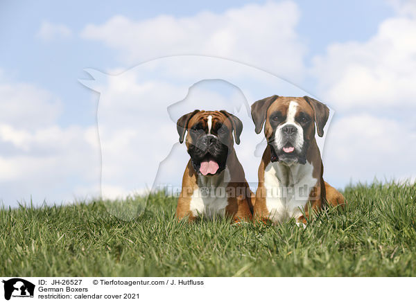 German Boxers / JH-26527