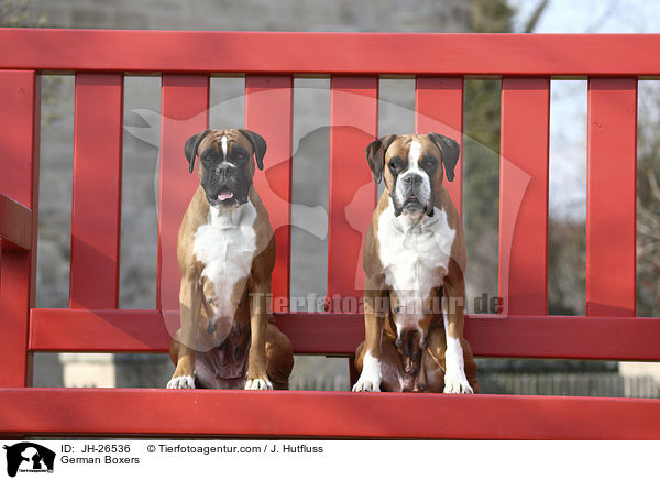 Deutsche Boxer / German Boxers / JH-26536