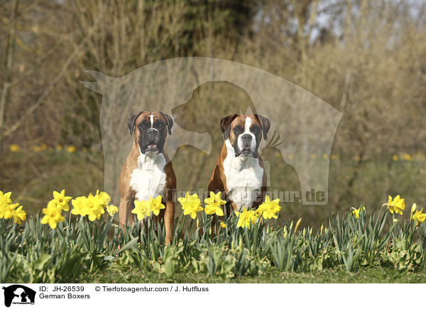 German Boxers / JH-26539