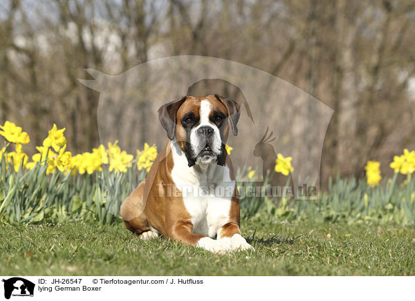 liegender Deutscher Boxer / lying German Boxer / JH-26547