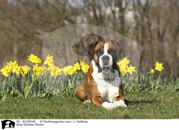 liegender Deutscher Boxer / lying German Boxer / JH-26548