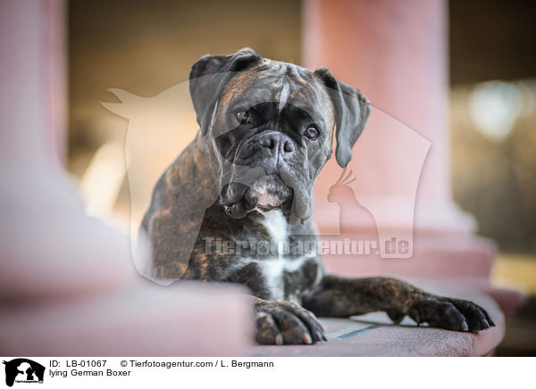 liegender Deutscher Boxer / lying German Boxer / LB-01067