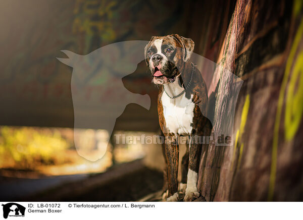 Deutscher Boxer / German Boxer / LB-01072