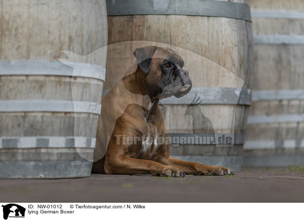 liegender Deutscher Boxer / lying German Boxer / NW-01012
