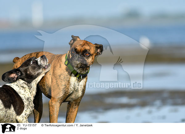 2 Hunde / 2 dogs / YJ-15157
