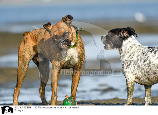 2 Hunde / 2 dogs / YJ-15158