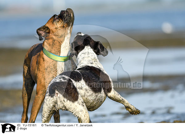2 Hunde / 2 dogs / YJ-15161