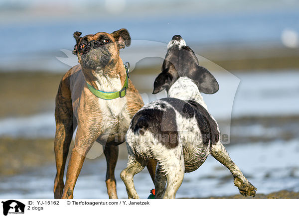 2 Hunde / 2 dogs / YJ-15162