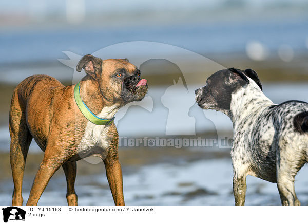 2 Hunde / 2 dogs / YJ-15163