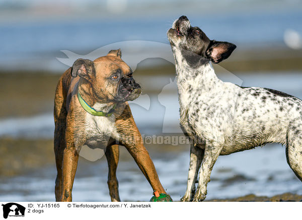 2 dogs / YJ-15165