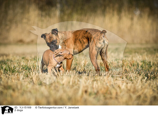 2 dogs / YJ-15169