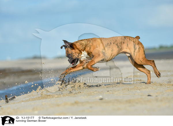 rennender Deutscher Boxer / running German Boxer / YJ-15177