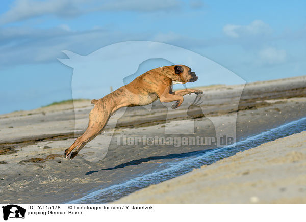jumping German Boxer / YJ-15178