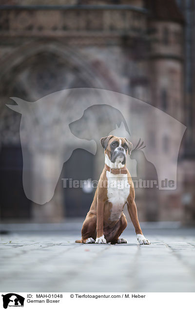 German Boxer / MAH-01048