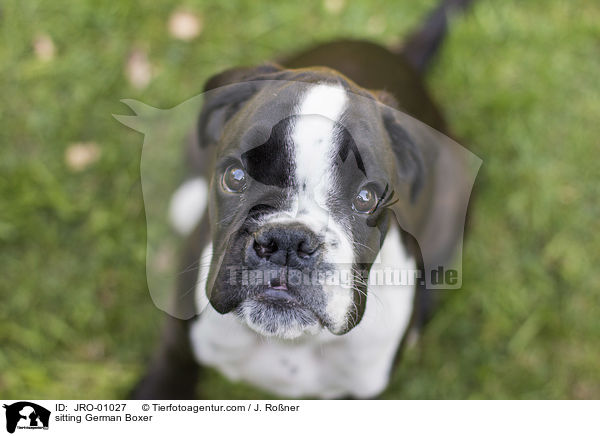 sitting German Boxer / JRO-01027