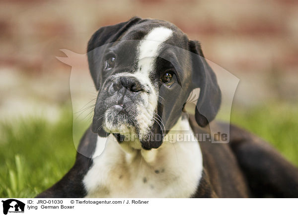 lying  German Boxer / JRO-01030