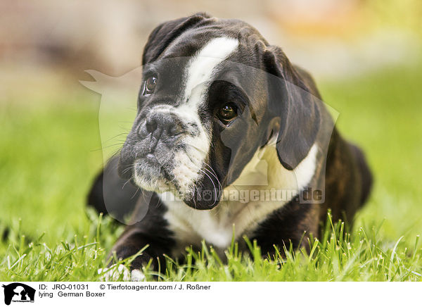 lying  German Boxer / JRO-01031