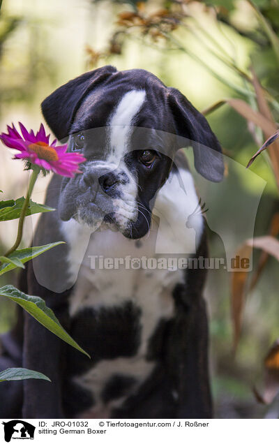 sitting German Boxer / JRO-01032