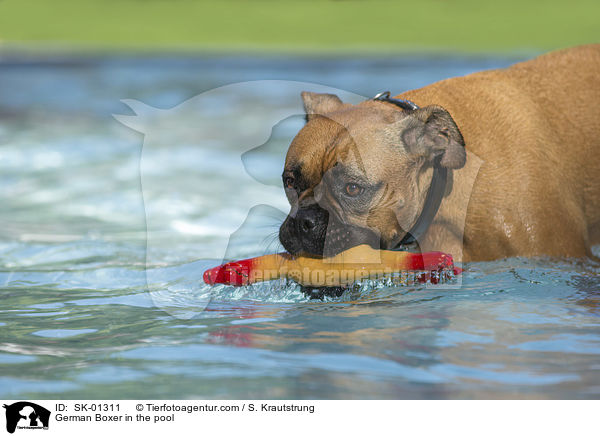 German Boxer in the pool / SK-01311