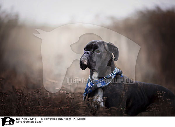 liegender Deutscher Boxer / lying German Boxer / KMI-05245