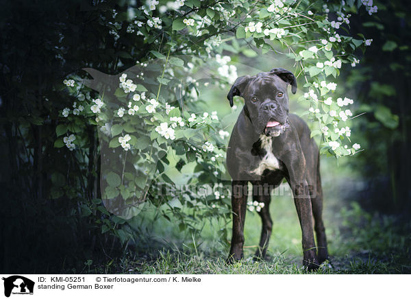 standing German Boxer / KMI-05251