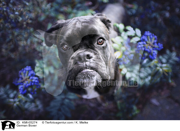 German Boxer / KMI-05274