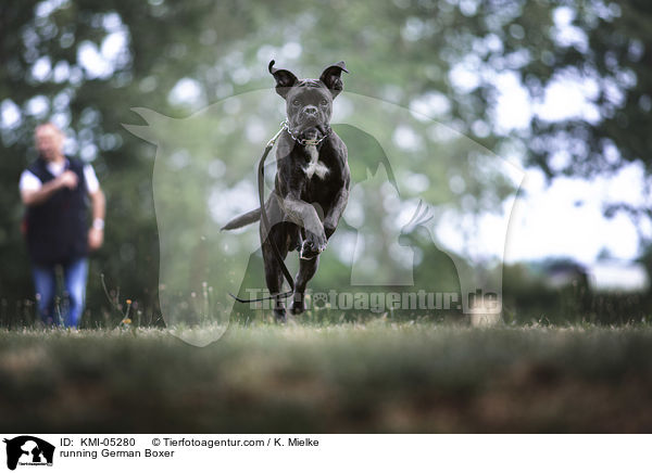 rennender Deutscher Boxer / running German Boxer / KMI-05280