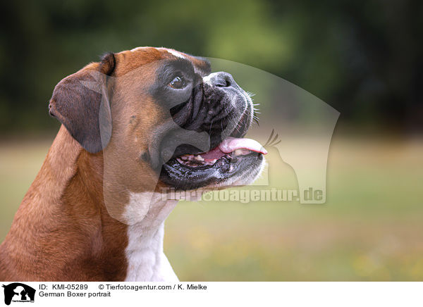 German Boxer portrait / KMI-05289