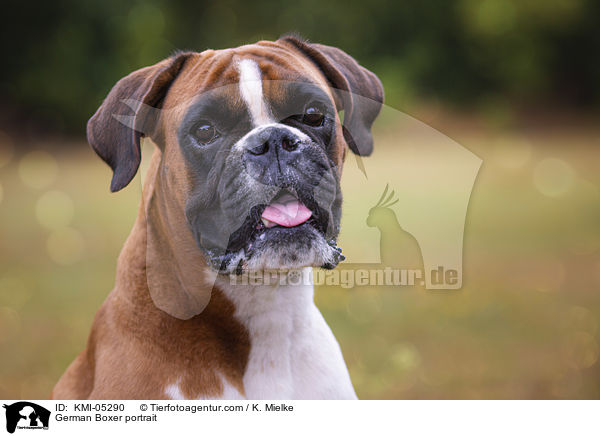 German Boxer portrait / KMI-05290