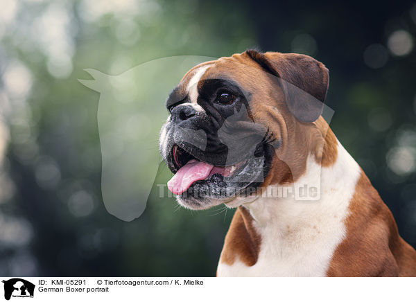 German Boxer portrait / KMI-05291