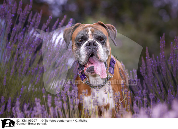 German Boxer portrait / KMI-05297