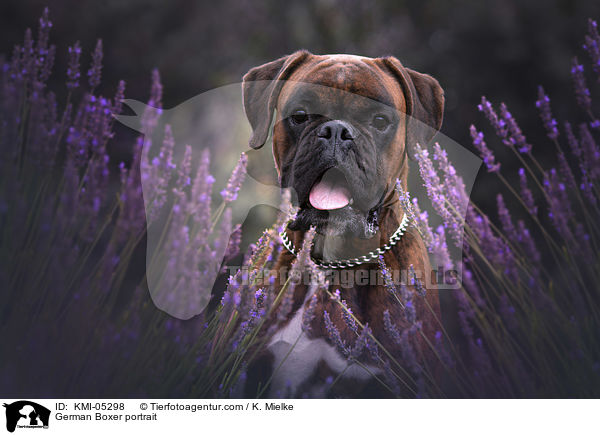 German Boxer portrait / KMI-05298