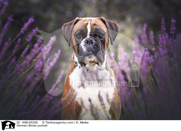 German Boxer portrait / KMI-05299