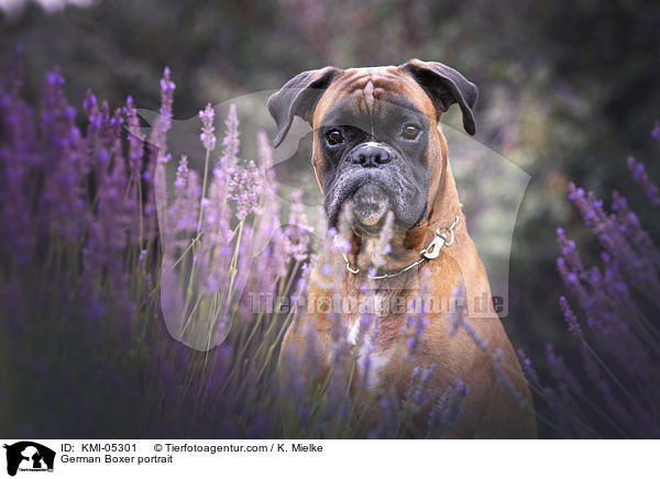 German Boxer portrait / KMI-05301