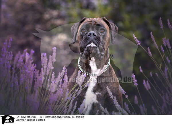 German Boxer portrait / KMI-05306