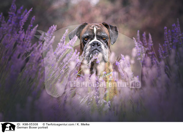 German Boxer portrait / KMI-05308