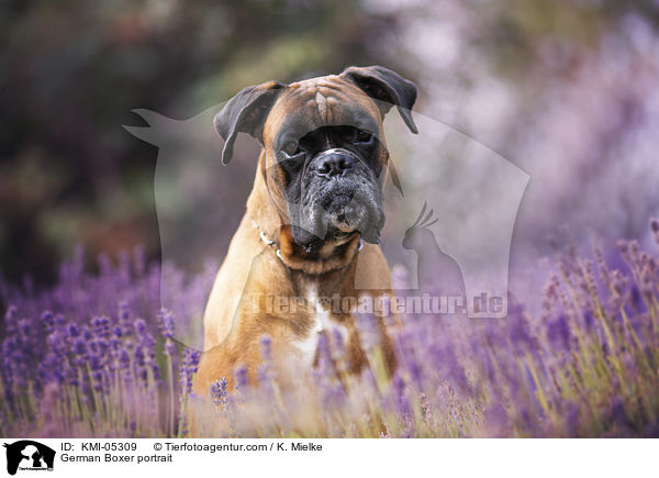 German Boxer portrait / KMI-05309