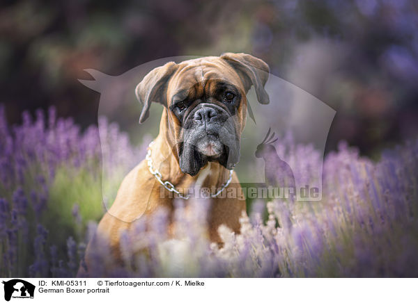 German Boxer portrait / KMI-05311