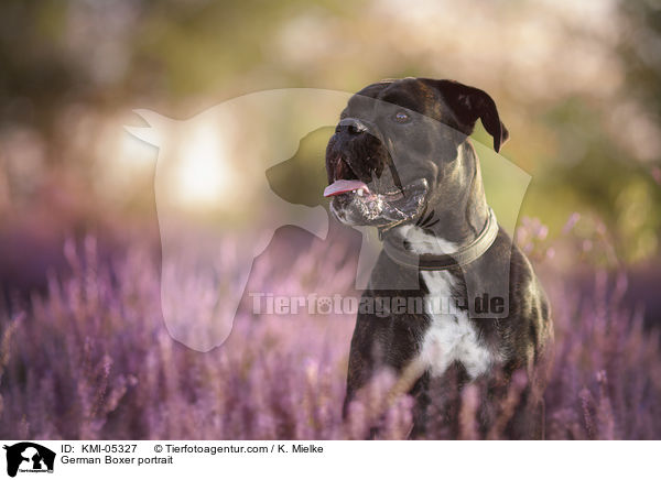 German Boxer portrait / KMI-05327