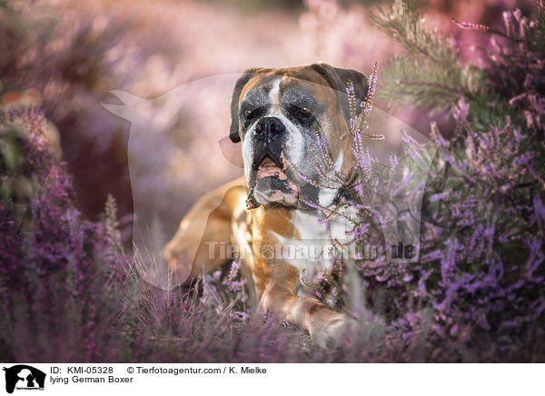 lying German Boxer / KMI-05328