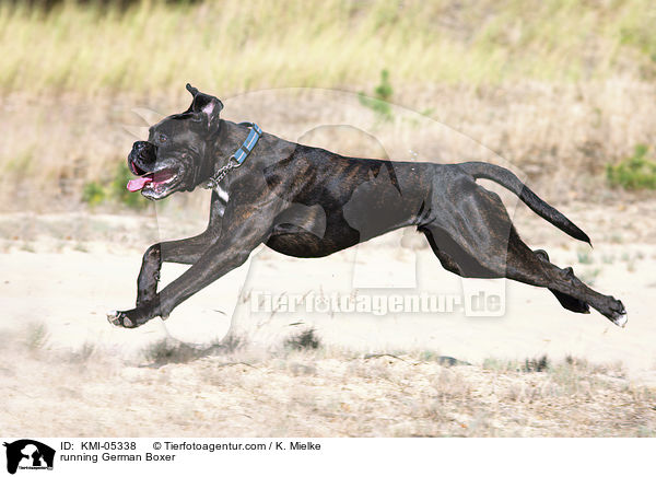 running German Boxer / KMI-05338