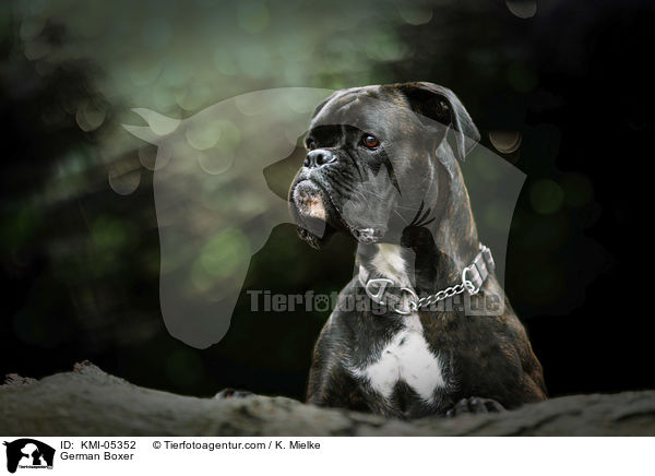 German Boxer / KMI-05352