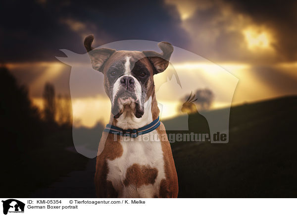 German Boxer portrait / KMI-05354