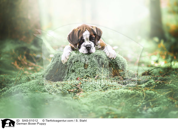 German Boxer Puppy / SAS-01012